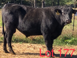177