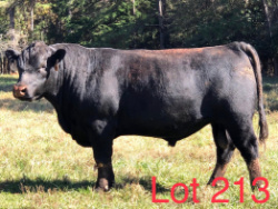 213
