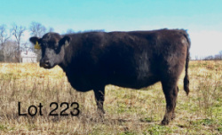 223